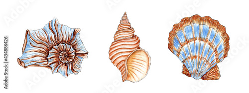 Set of watercolor illustrations of beautiful seashells in beige and blue colors. Underwater world. Tropical oyster shell. External skeleton of molluscs, security, home. Isolated over white background.