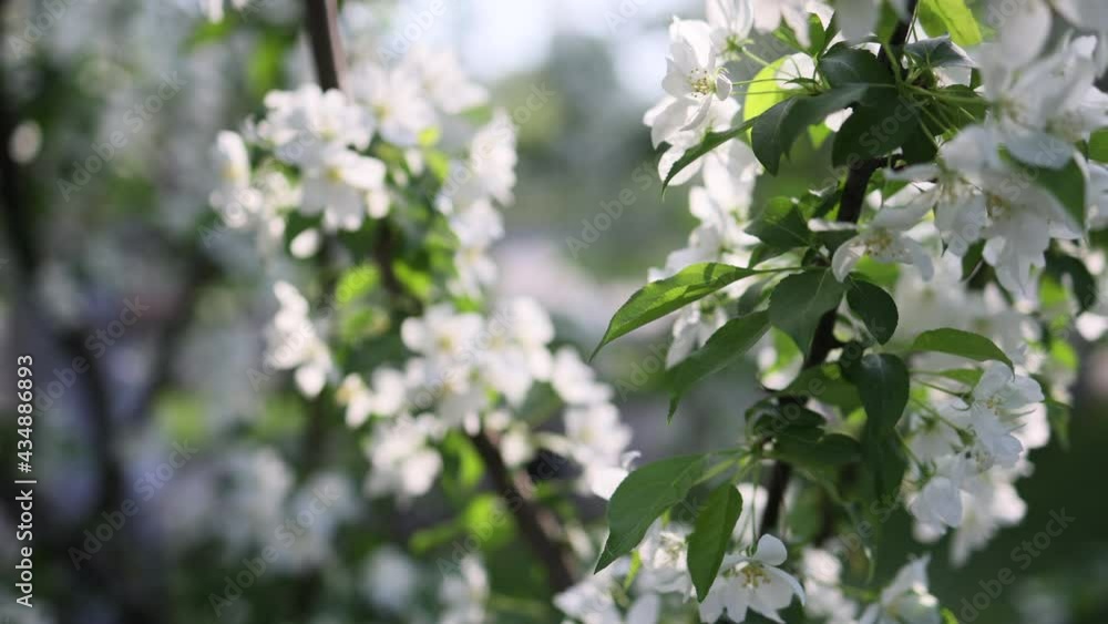 the flowers of the white apple tree are large. Through the sun's rays. The flowering period is in May. the flowers of the white apple tree are large. Through the sun's rays. The flowering period is in May.