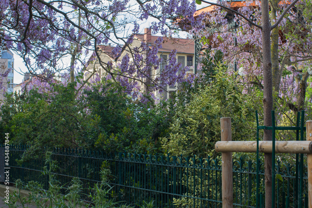 cityscape made of Princess trees flowering and bushes at park cityscape made of Princess trees flowering and bushes at park