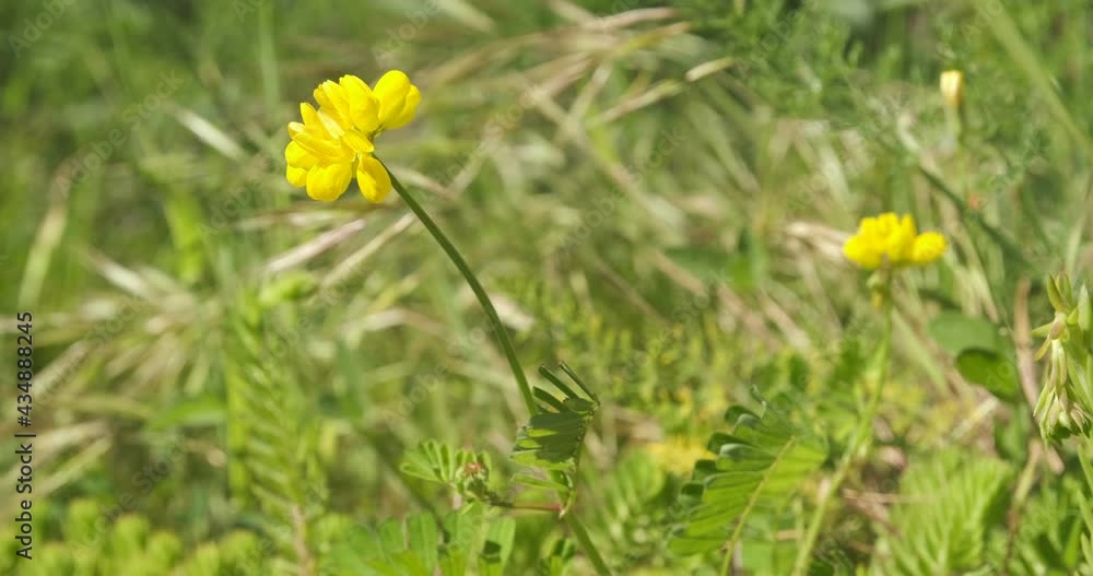 Spontaneous plant with yellow flower, horseshoe vetch or Hippocrepis comosa.This small, very rustic plant grows only on limestone. Liguria, Italy. Spontaneous plant with yellow flower, horseshoe vetch or Hippocrepis comosa.This small, very rustic plant grows only on limestone. Liguria, Italy.
