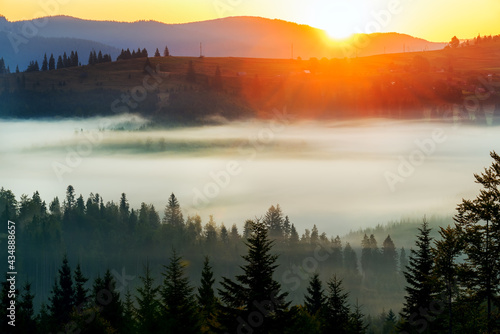 Beautiful sunrise in the mountains. Fir trees in the fog and dark silhouettes of mountains at dawn.