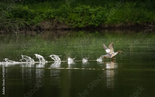 Goosander starting on water to fly