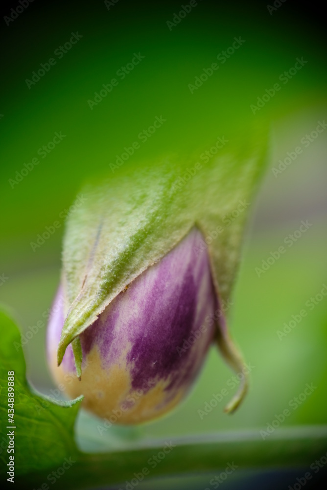 Close-up of eggplant in the home garden. Close-up of eggplant in the home garden.