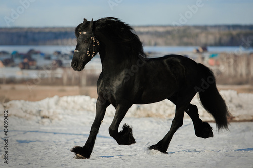 Black friesian horse