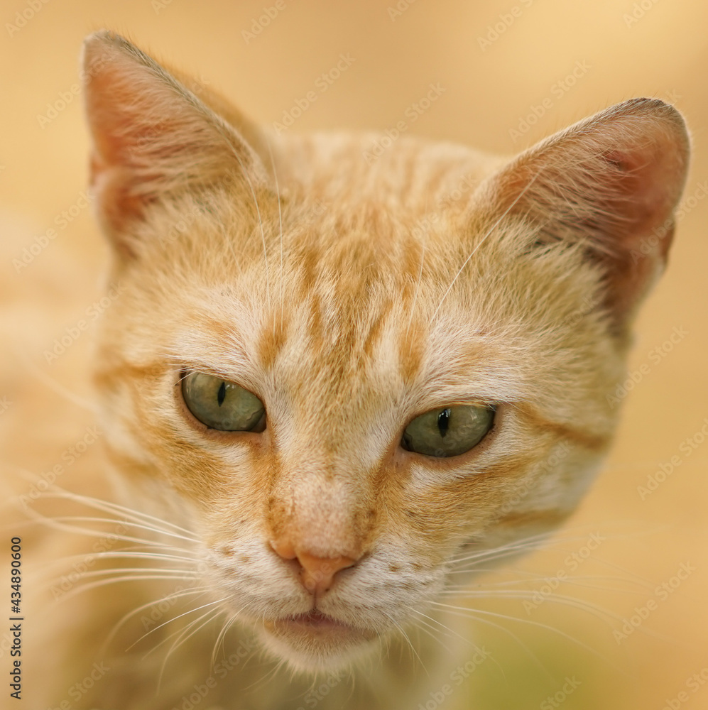 Close-up portrait of a ginger cat with green eyes