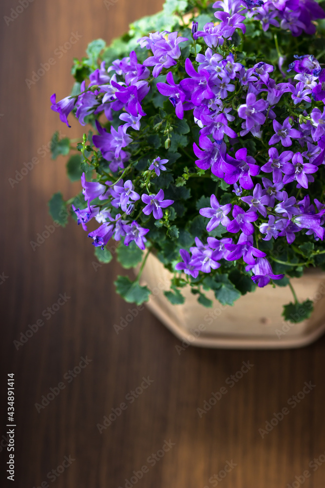 Campanula room flower on a brown background view from above Campanula room flower on a brown background view from above