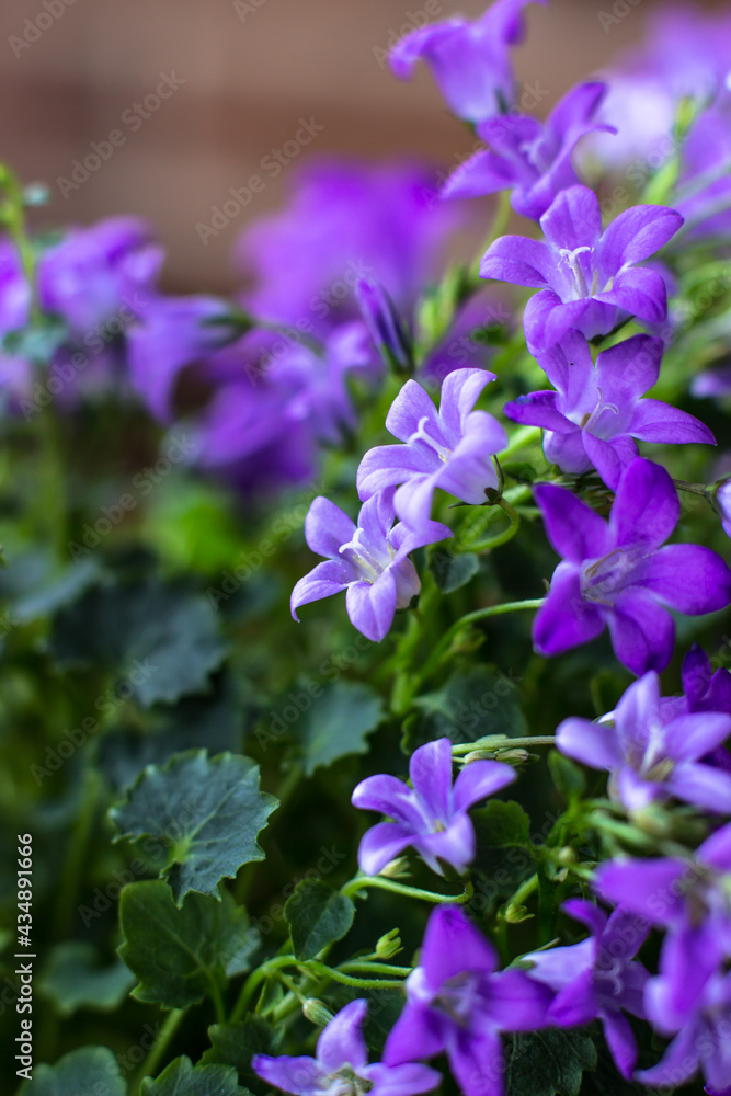 Flowers of the house plant Campanula close-up Flowers of the house plant Campanula close-up