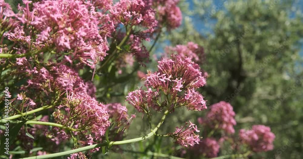 Blooming red valerian moves with the wind.Red Valerian or Centranthus ruber has the same active ingredients as Valeriana officinalis. Liguria, Italy. Blooming red valerian moves with the wind.Red Valerian or Centranthus ruber has the same active ingredients as Valeriana officinalis. Liguria, Italy.