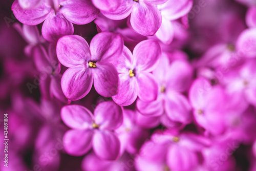 Beautiful bright purple blooming lilac background. Spring flowers macrophotography. Closeup  copy space.