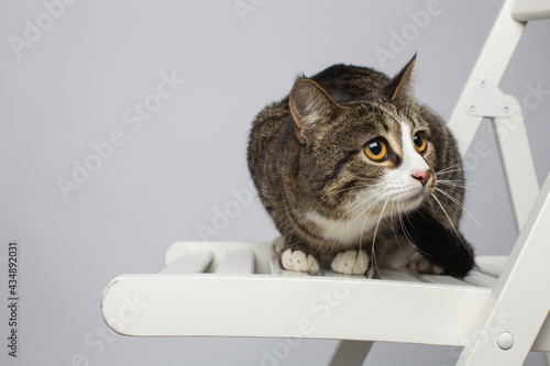 cat on a chair © Retan