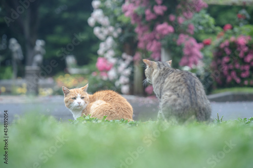 おともだちと