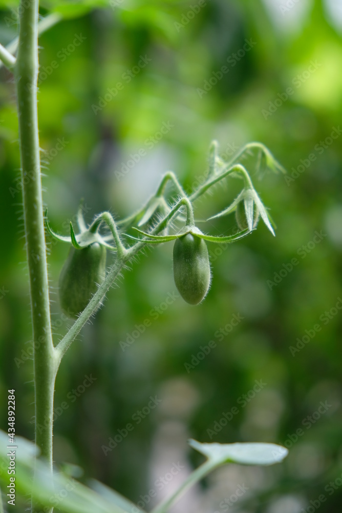 Close-up of tomatoes growing in the home garden. Close-up of tomatoes growing in the home garden.