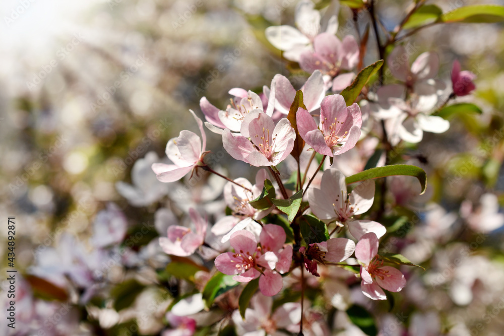 fruit tree branch with spring blossoms