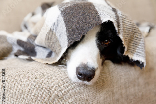 Funny portrait puppy dog border collie lying on couch under plaid indoors. Dog nose sticks out from under plaid close up. Pet keeps warm under blanket in cold winter weather. Pet care animal life.