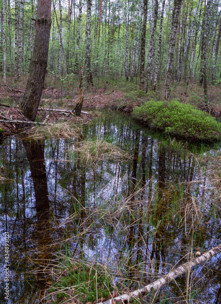 Forest swamp