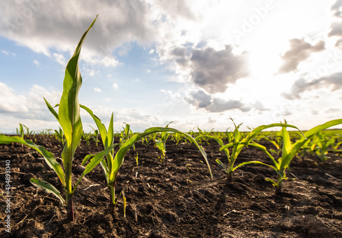 Open corn field at sunset.