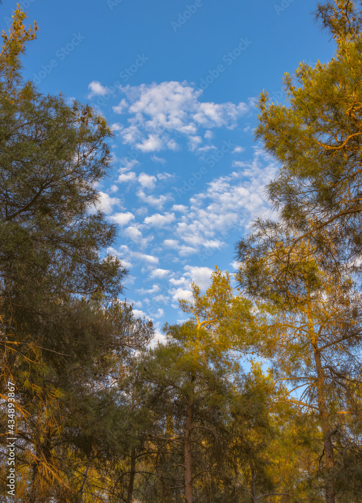 autumn in the forest