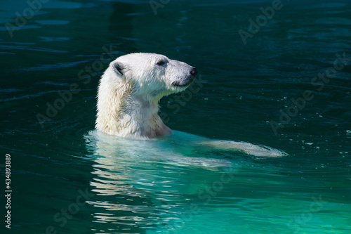 the head of a polar bear sticks out of the water