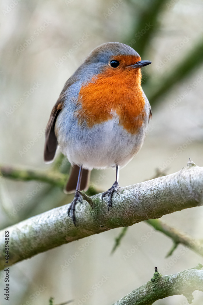 Robin perching on branch in English woodland Robin perching on branch in English woodland