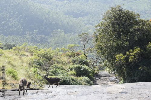 From the Eravikulam National Park, Munnar photo