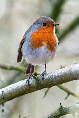 Robin perching on branch in English woodland