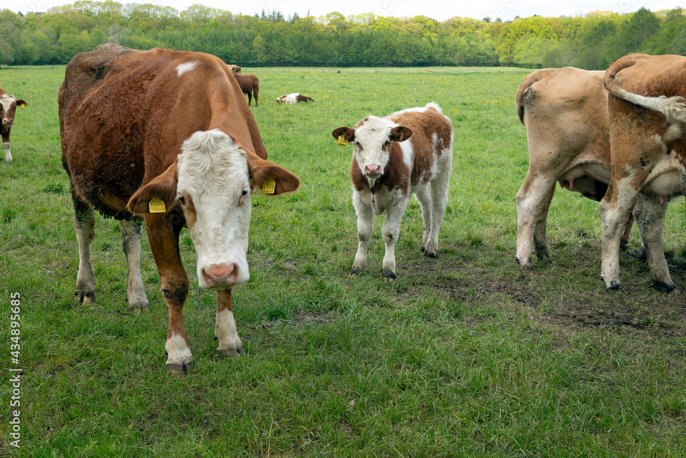 Cows in meadow. Countrylife. Uffelte Drenthe Netherlands. Winkelsteeg. Cows in meadow. Countrylife. Uffelte Drenthe Netherlands. Winkelsteeg.