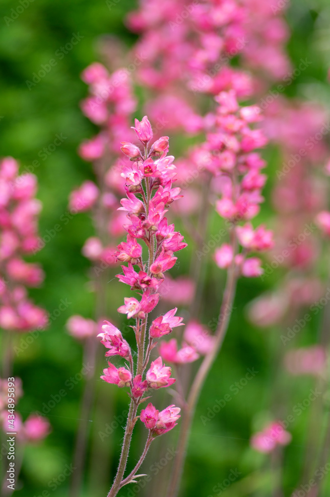 Heuchera sanguinea beautiful alumroot coral bells ornamental spring flowering plant, bright red flower in bloom Heuchera sanguinea beautiful alumroot coral bells ornamental spring flowering plant, bright red flower in bloom