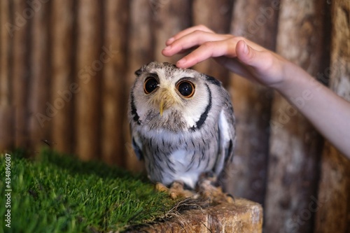A close up picture of a cute little elf owl with adorable big googly eyes and white and brown features is standing on a box ready to be pet.