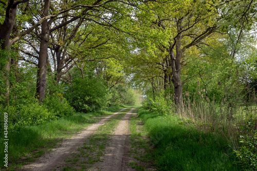 Uffelte Drenthe Netherlands. . Countryroad dirtroad. Ootmaandijk.