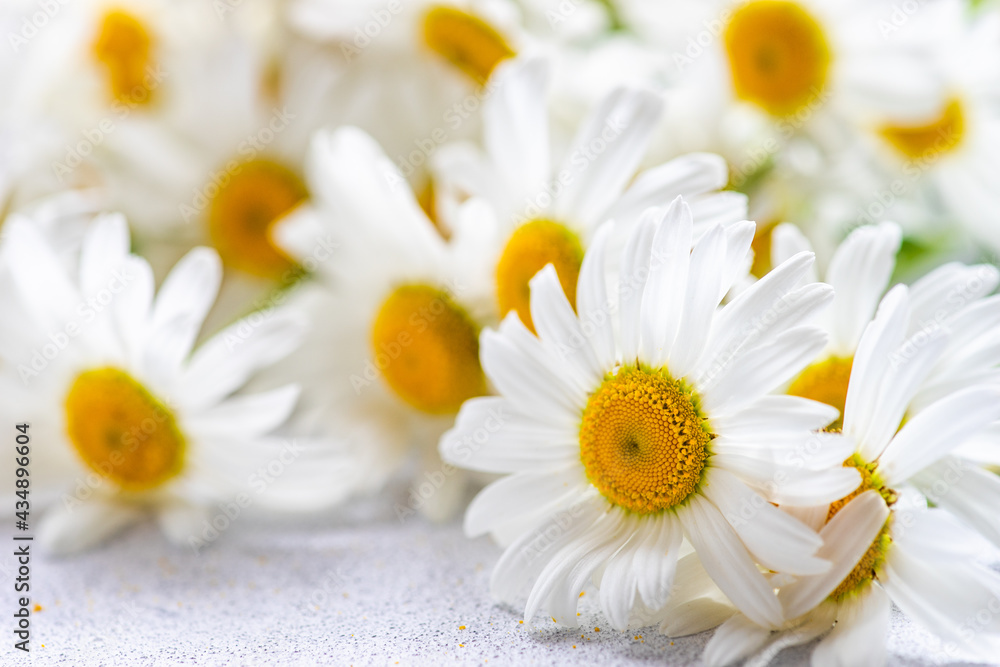 Obraz premium White daisy flowers as a summer background