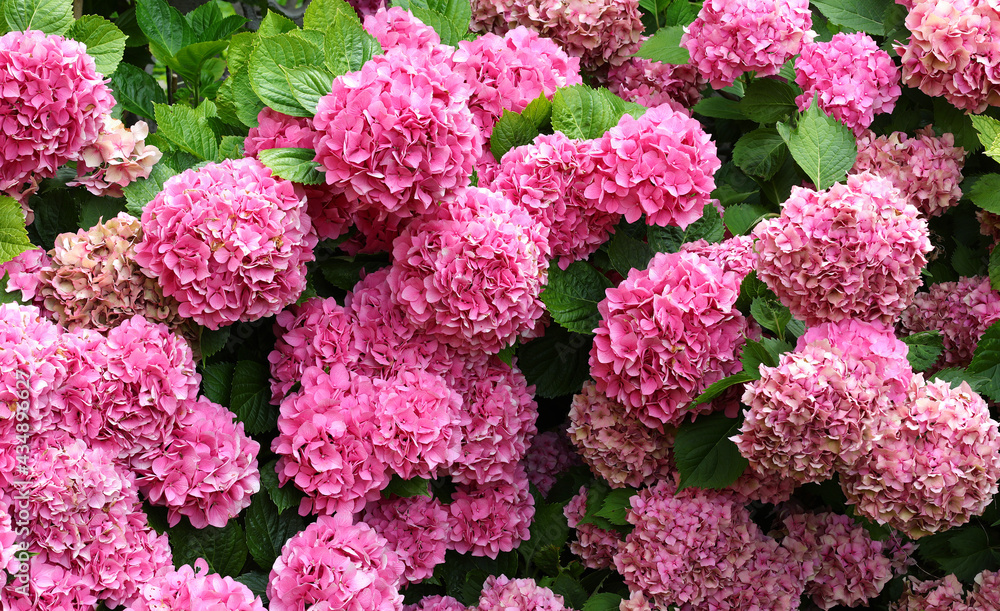 hydrangea flowers blossomed in spring in the garden flower bed just hydrangea flowers blossomed in spring in the garden flower bed just