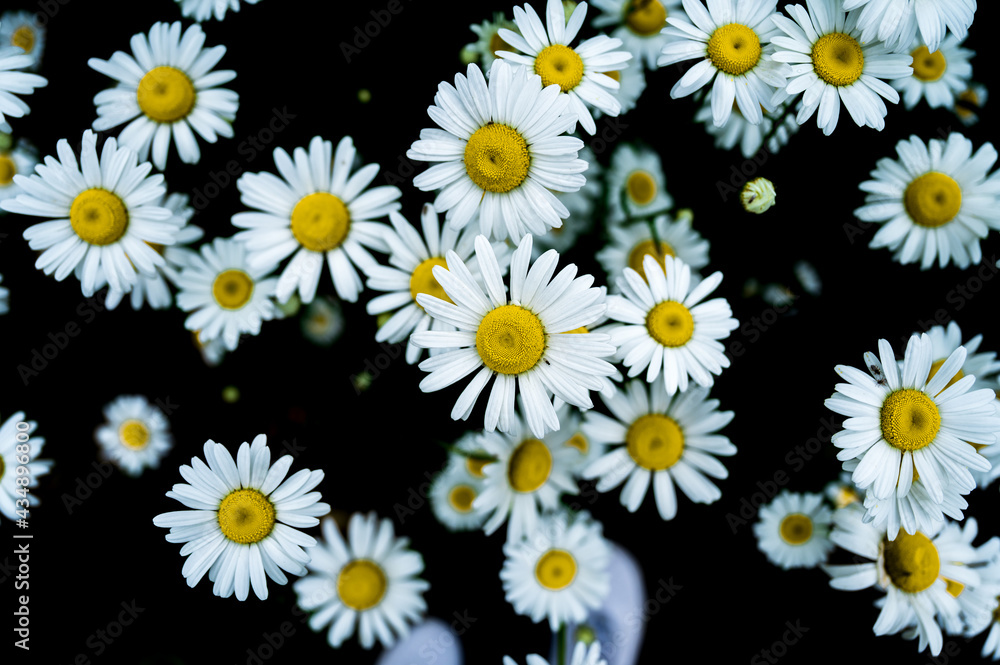 daisies on black background
