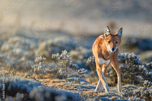 Close up, highly endangered ethiopian wolf, canis simensis, staring to camera, direct view, standing on frozen Sanetti plateau, Bale mountains national park, wildlife of  Ethiopia. photo