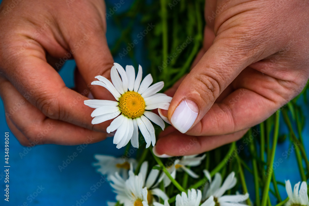 White daisy flowers as a summer background White daisy flowers as a summer background