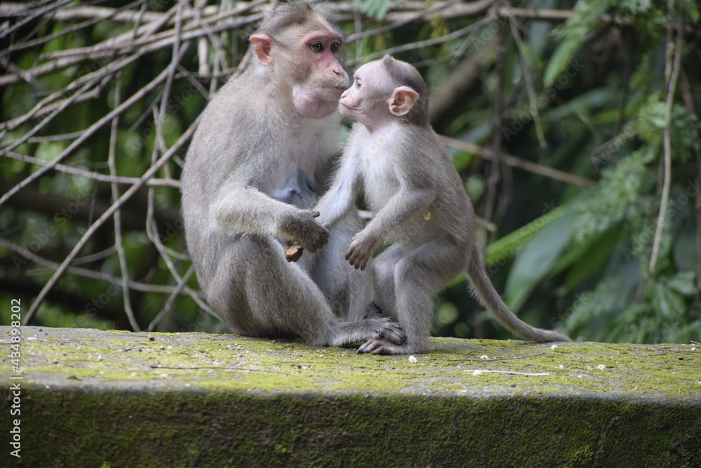 Parenthood of monkey