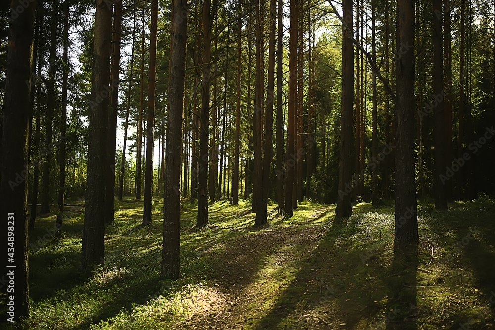 Fototapeta premium sun rays in coniferous forest, abstract landscape summer forest, beautiful wilderness nature