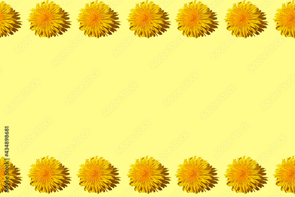 Two lines of yellow spring dandelions on a yellow background copy space for text Two lines of yellow spring dandelions on a yellow background copy space for text