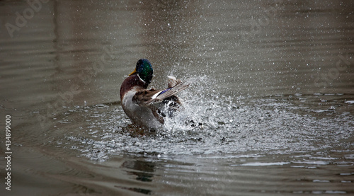 Male mallard bathing and preening on the river