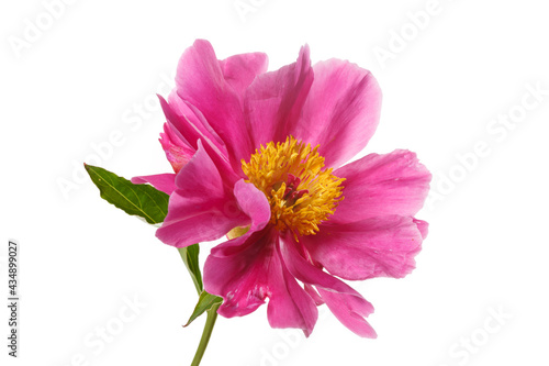 Bright peony flower of simple shape with magenta petals and a yellow center isolated on a white background.