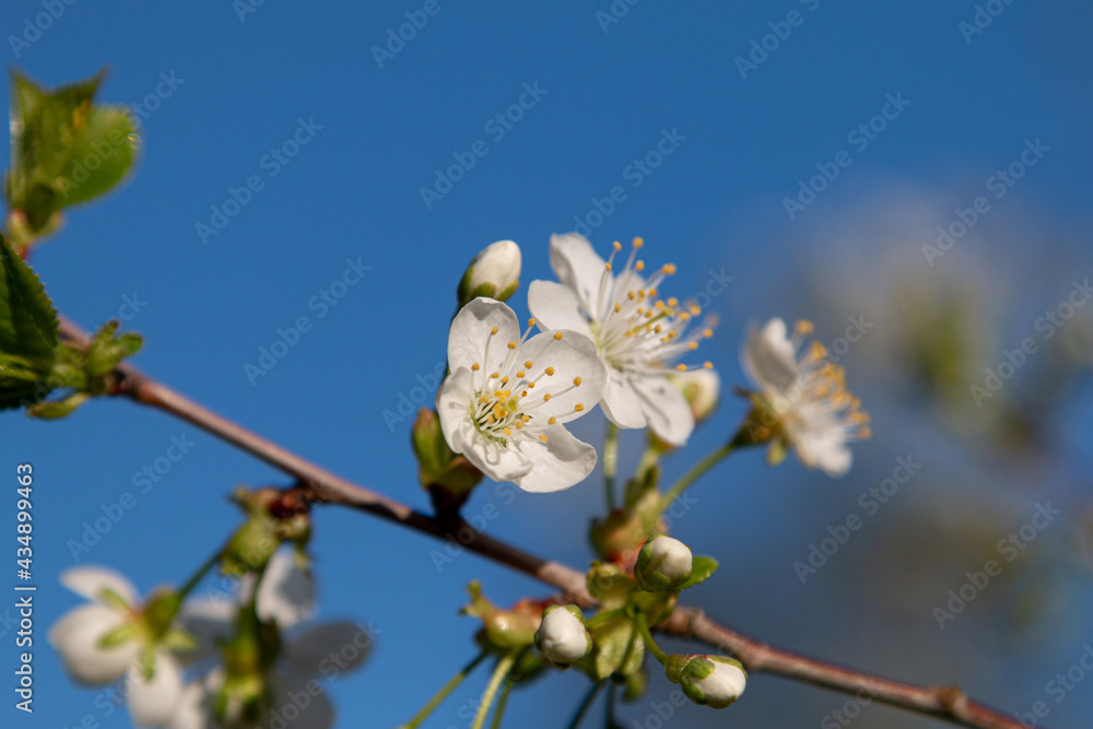 Flowering fruit trees on a background of blue sky Flowering fruit trees on a background of blue sky