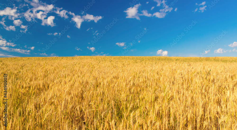 Wheat crop field Landscape harvest