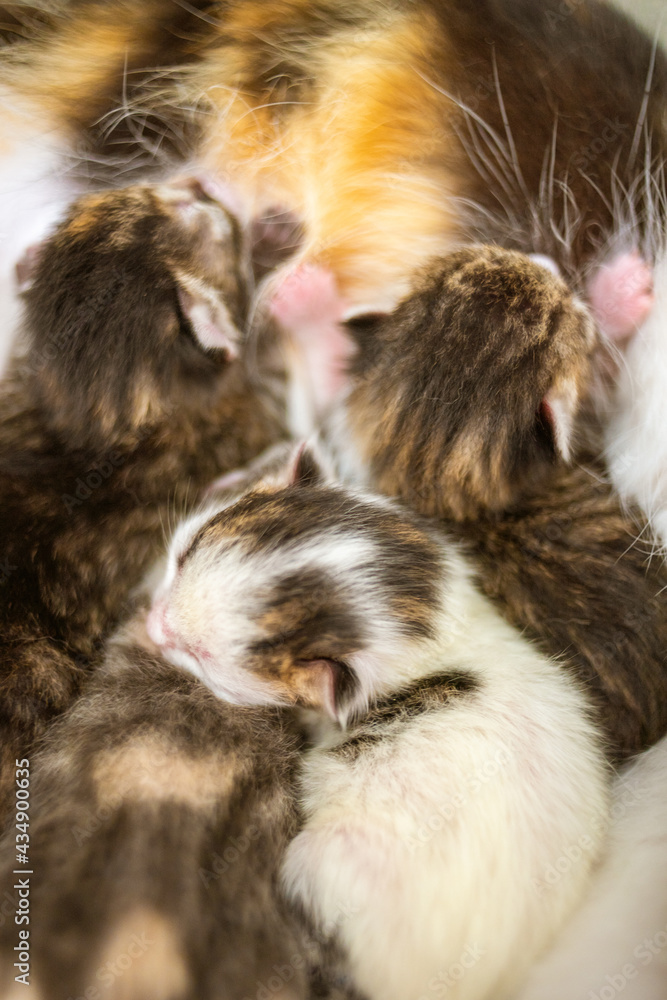 Lovely newborn kittens eating milk from cat mom Lovely newborn kittens eating milk from cat mom