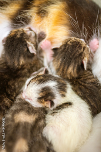 Lovely newborn kittens eating milk from cat mom