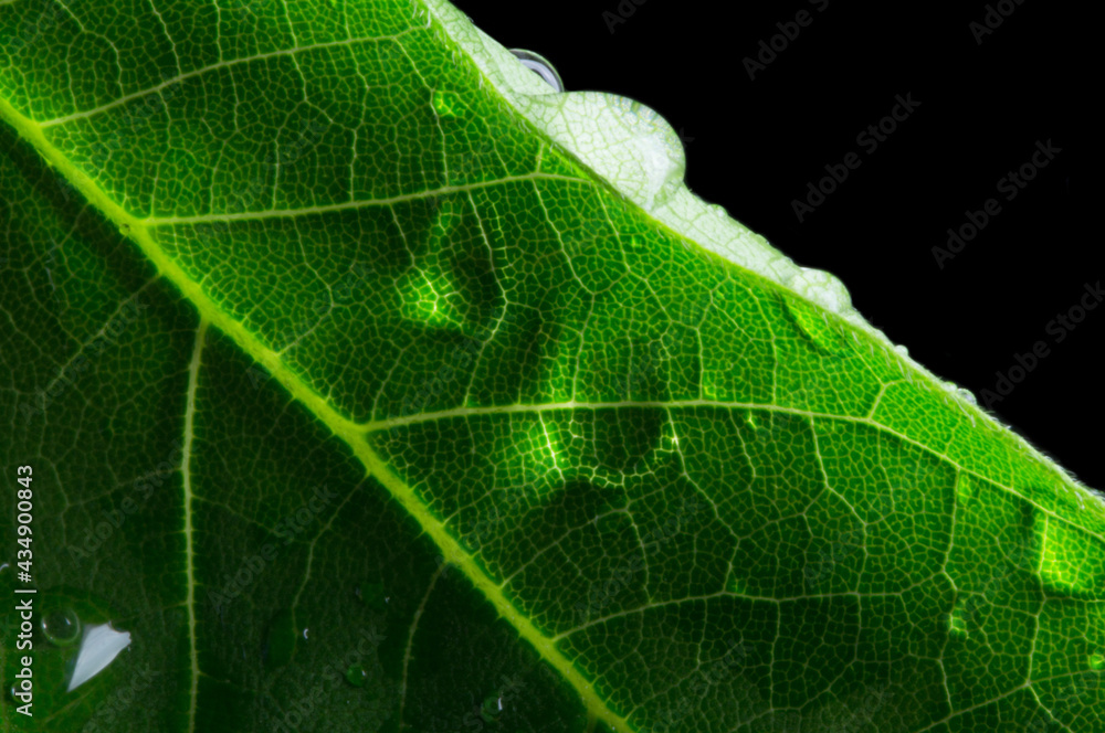 Macro nature. Green leaf in drops of water on a black background. Macro nature. Green leaf in drops of water on a black background.