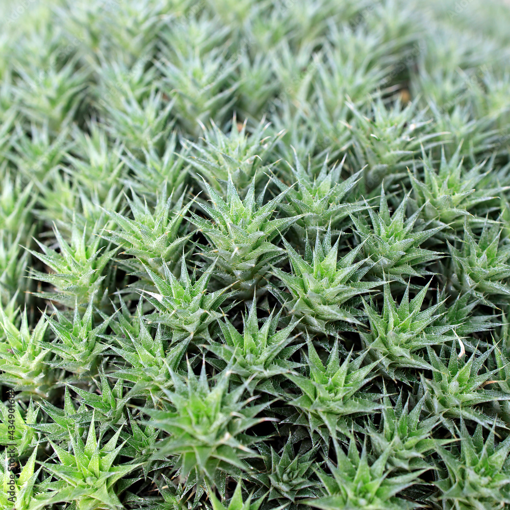 Abromeitiella chlorantha is low densely caespitose perennial cushion forming sub-succulent herb,
