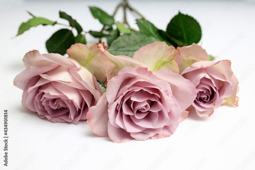 Three pale purple roses lie on the table as decoration of the wedding reception Three pale purple roses lie on the table as decoration of the wedding reception