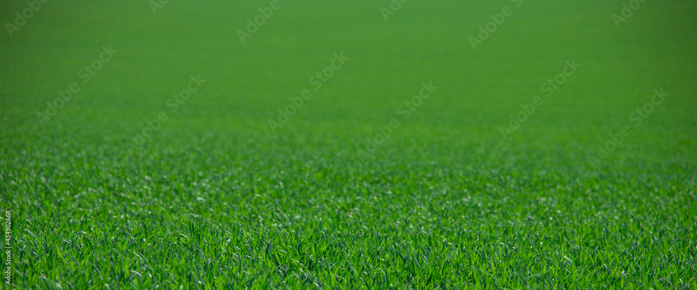 fresh green grass growing on field isolated