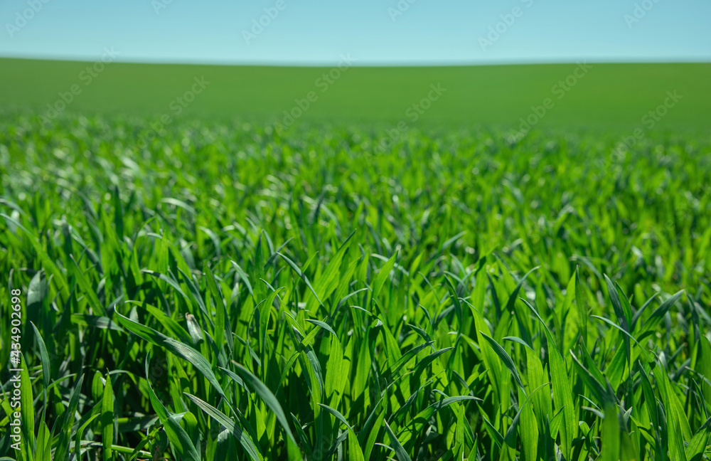 fresh green wheat, barley, rapeseed, oats growing in the field, blue sky fresh green wheat, barley, rapeseed, oats growing in the field, blue sky