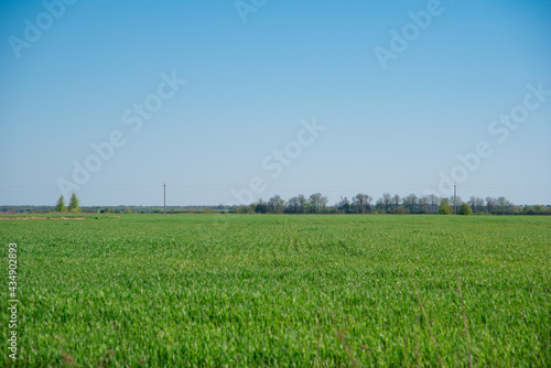 fresh green wheat, barley, rapeseed, oats growing in the field, blue sky