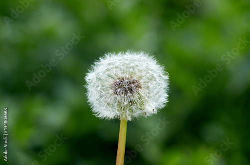 Photo of dandelion fluff in afternoon